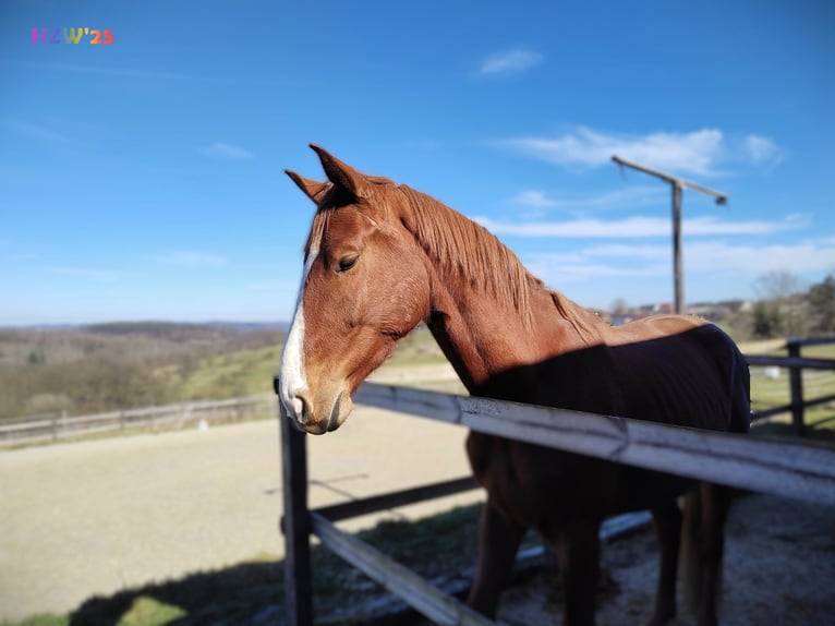 Hanoverian Gelding 4 years 16,2 hh Chestnut-Red in Birkenbeul