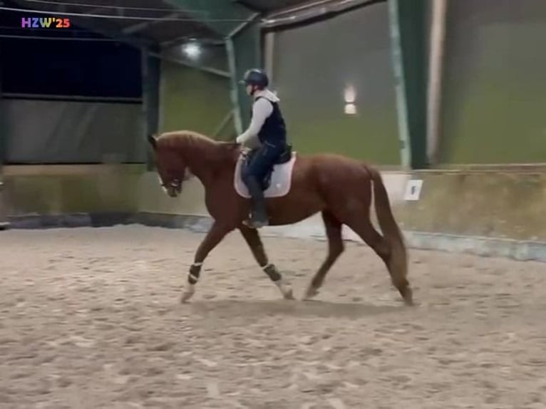 Hanoverian Gelding 4 years 16,2 hh Chestnut-Red in Birkenbeul