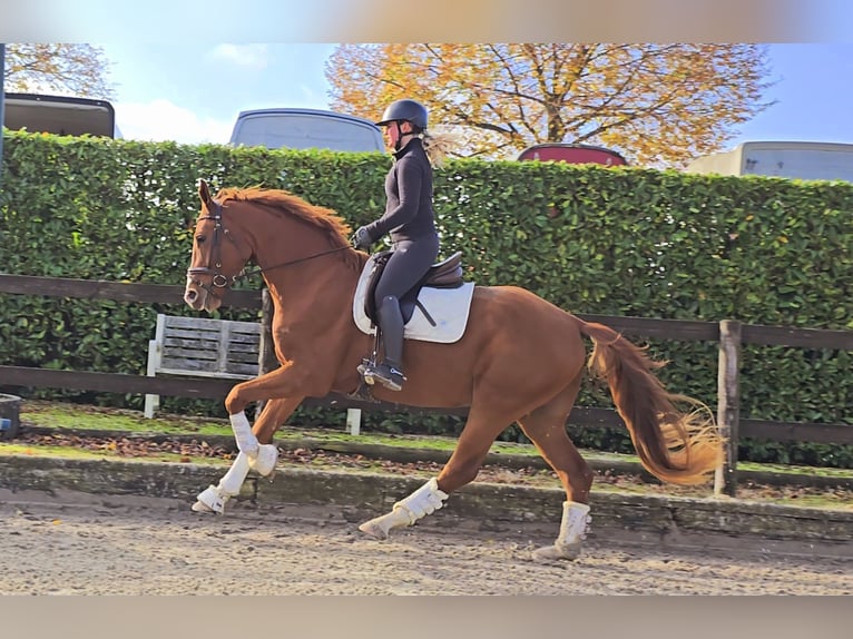 Hanoverian Gelding 4 years 16,2 hh Chestnut-Red in Kempen