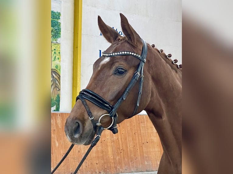 Hanoverian Gelding 4 years 16,2 hh Chestnut-Red in Rees