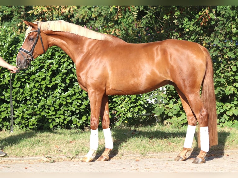 Hanoverian Gelding 4 years 16.2 hh Chestnut-Red in Selsingen