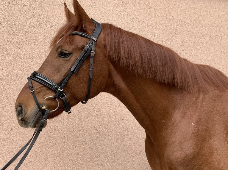 Hanoverian Gelding 4 years 16,2 hh Chestnut-Red in Weil