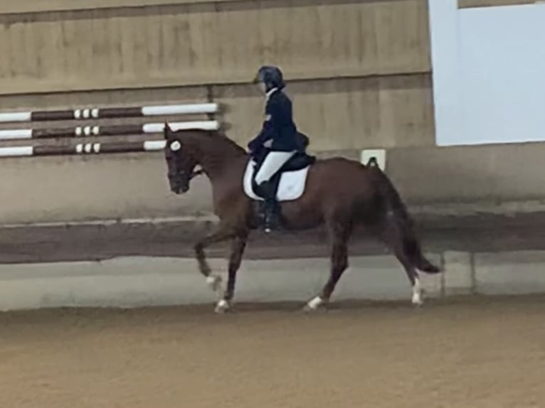 Hanoverian Gelding 4 years 16,2 hh Chestnut-Red in Weil