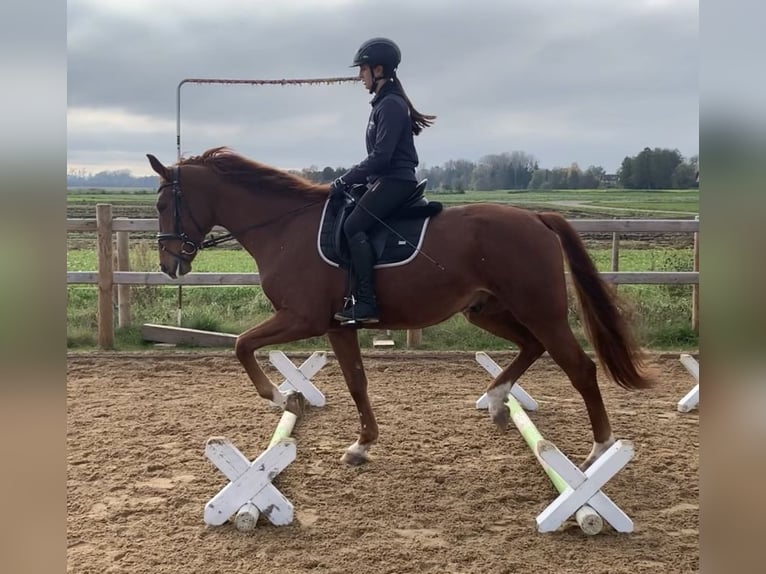 Hanoverian Gelding 4 years 16,2 hh Chestnut-Red in Weil