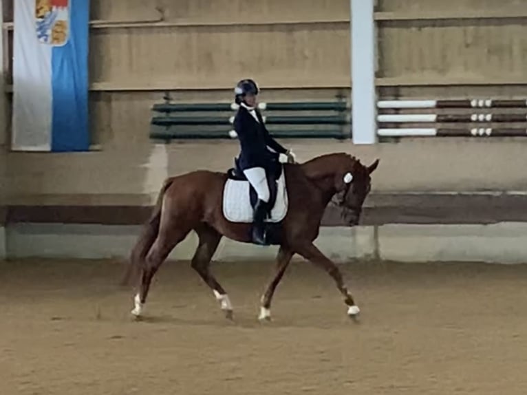 Hanoverian Gelding 4 years 16,2 hh Chestnut-Red in Weil