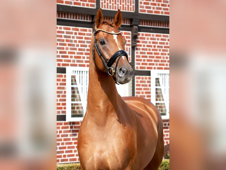 Hanoverian Gelding 4 years 16,2 hh Chestnut-Red in Nottuln