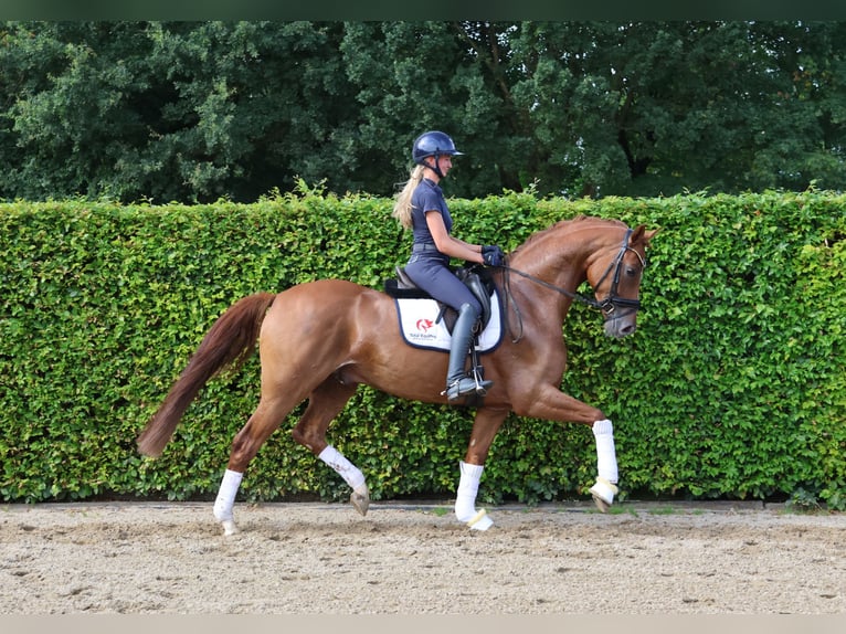 Hanoverian Gelding 4 years 16,2 hh Chestnut-Red in Nottuln