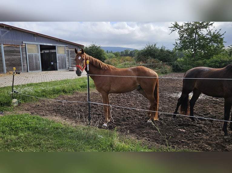 Hanoverian Gelding 4 years 16.2 hh Chestnut-Red in Rinteln
