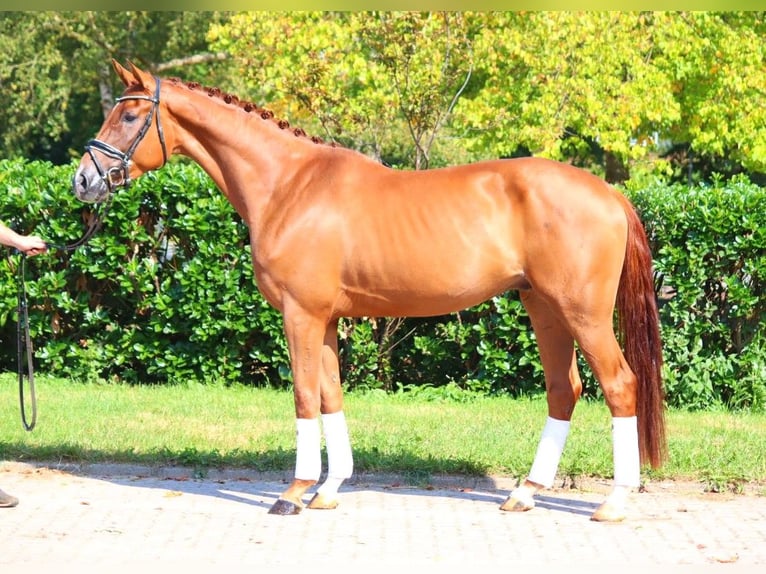 Hanoverian Gelding 4 years 16,2 hh Chestnut-Red in Selsingen