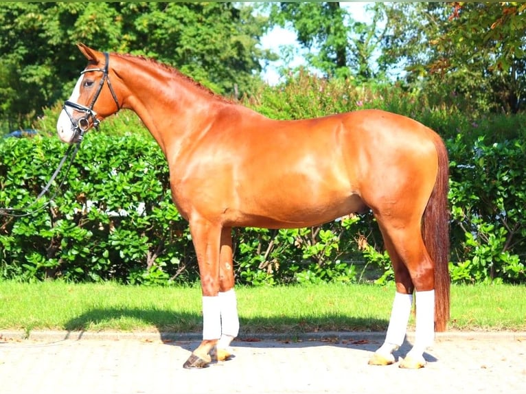 Hanoverian Gelding 4 years 16,2 hh Chestnut-Red in Selsingen