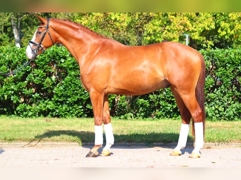 Hanoverian Gelding 4 years 16,2 hh Chestnut-Red in Selsingen