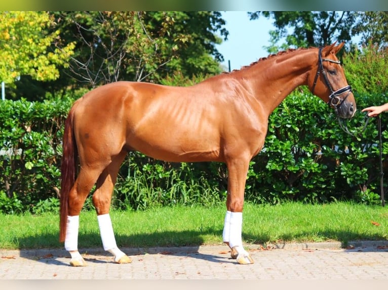 Hanoverian Gelding 4 years 16,2 hh Chestnut-Red in Selsingen