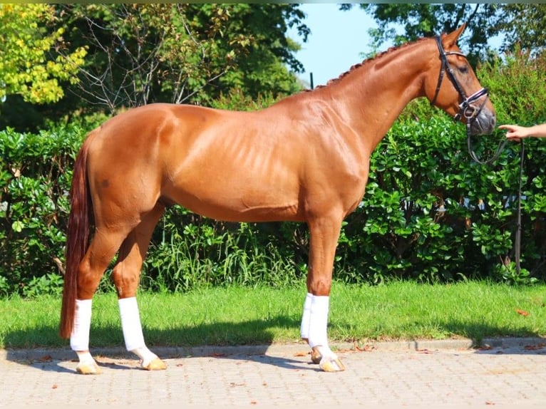 Hanoverian Gelding 4 years 16,2 hh Chestnut-Red in Selsingen