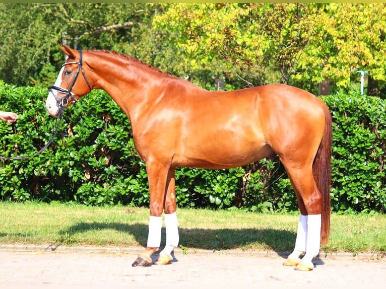 Hanoverian Gelding 4 years 16,2 hh Chestnut-Red in Selsingen