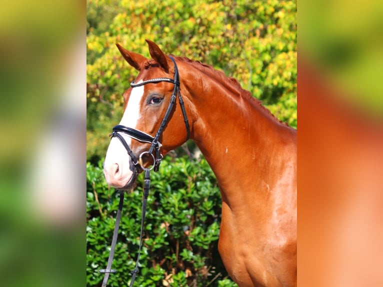 Hanoverian Gelding 4 years 16,2 hh Chestnut-Red in Selsingen