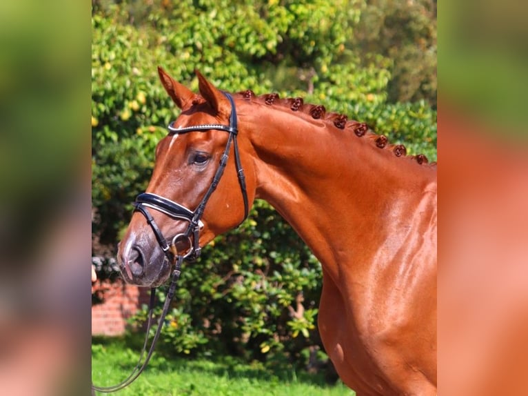 Hanoverian Gelding 4 years 16,2 hh Chestnut-Red in Selsingen