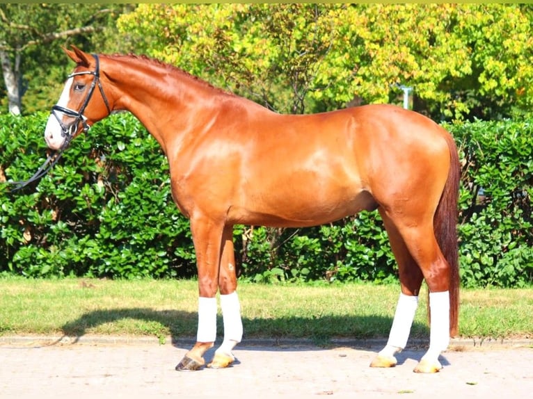 Hanoverian Gelding 4 years 16,2 hh Chestnut-Red in Selsingen