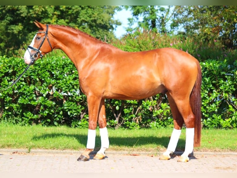 Hanoverian Gelding 4 years 16,2 hh Chestnut-Red in Selsingen