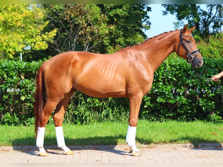 Hanoverian Gelding 4 years 16,2 hh Chestnut-Red in Selsingen