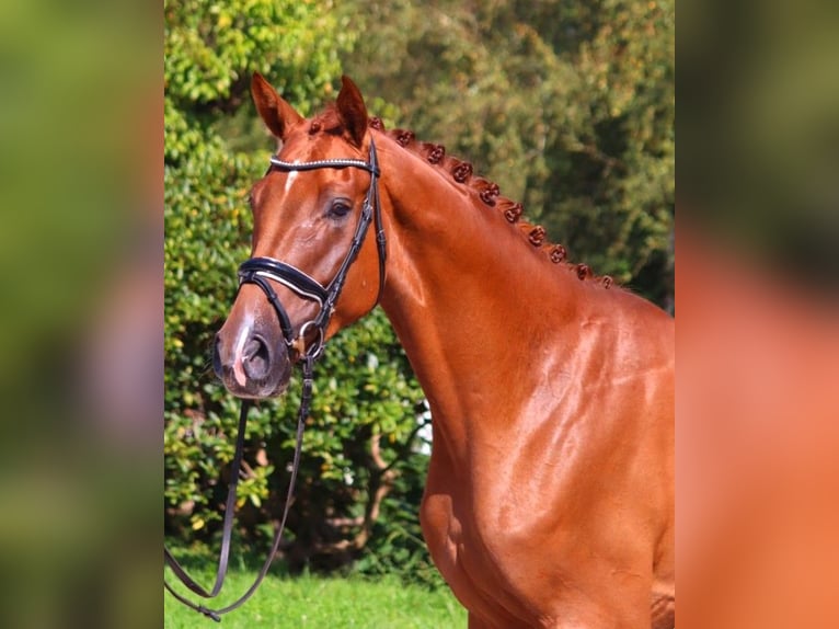 Hanoverian Gelding 4 years 16,2 hh Chestnut-Red in Selsingen