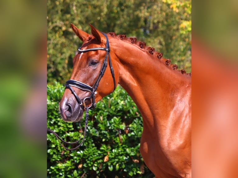 Hanoverian Gelding 4 years 16,2 hh Chestnut-Red in Selsingen