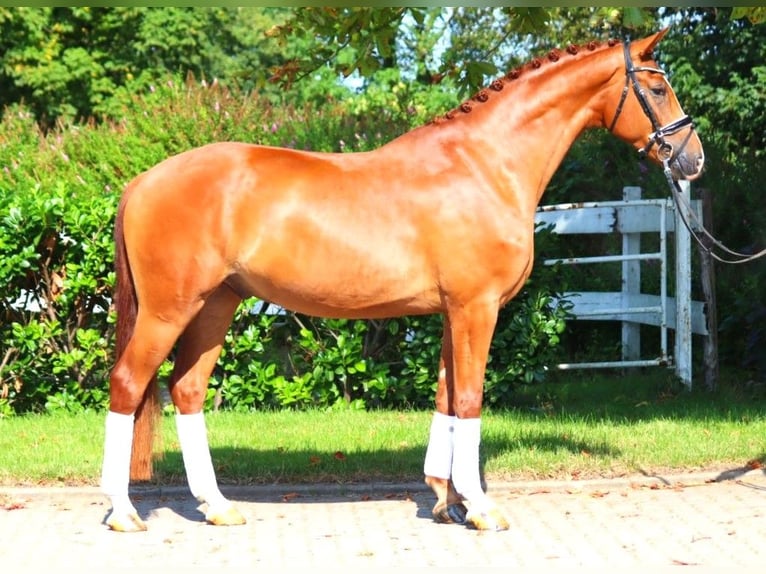 Hanoverian Gelding 4 years 16,2 hh Chestnut-Red in Selsingen