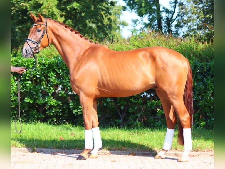 Hanoverian Gelding 4 years 16,2 hh Chestnut-Red in Selsingen