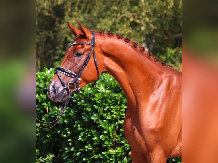 Hanoverian Gelding 4 years 16,2 hh Chestnut-Red in Selsingen