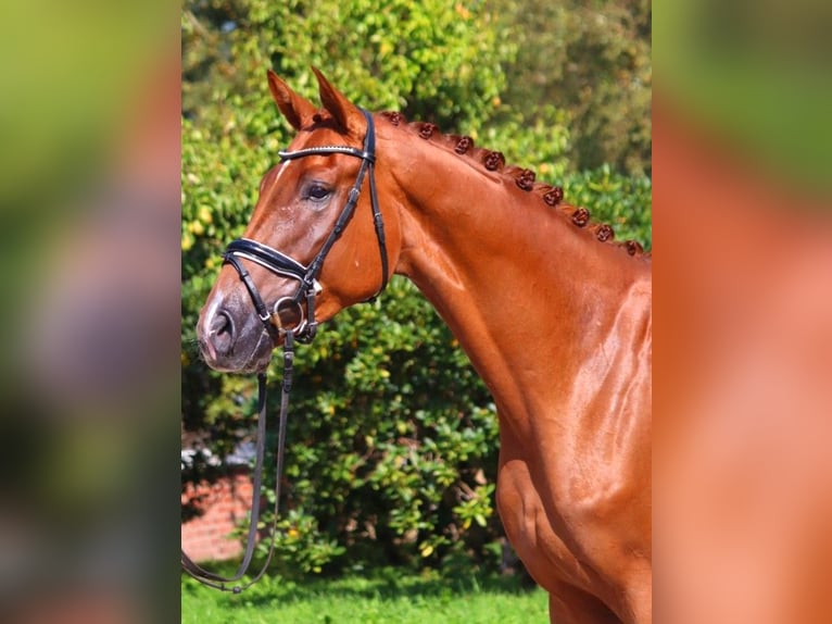 Hanoverian Gelding 4 years 16,2 hh Chestnut-Red in Selsingen