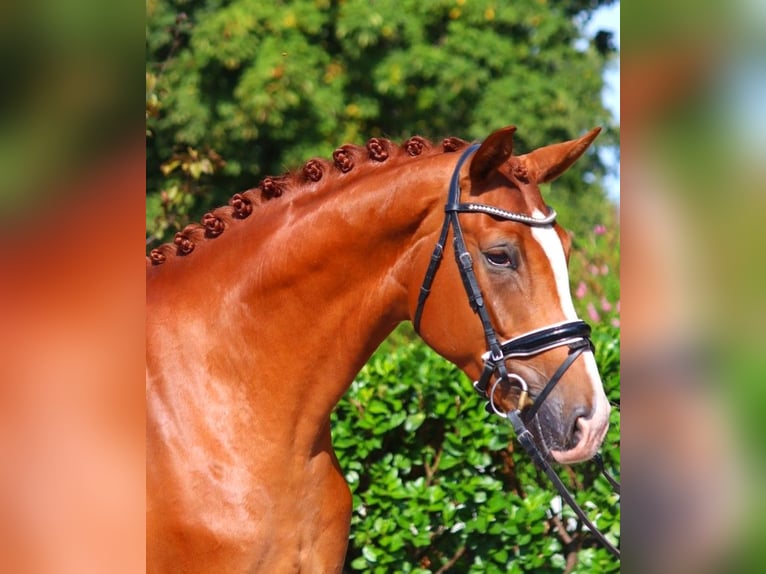 Hanoverian Gelding 4 years 16,2 hh Chestnut-Red in Selsingen