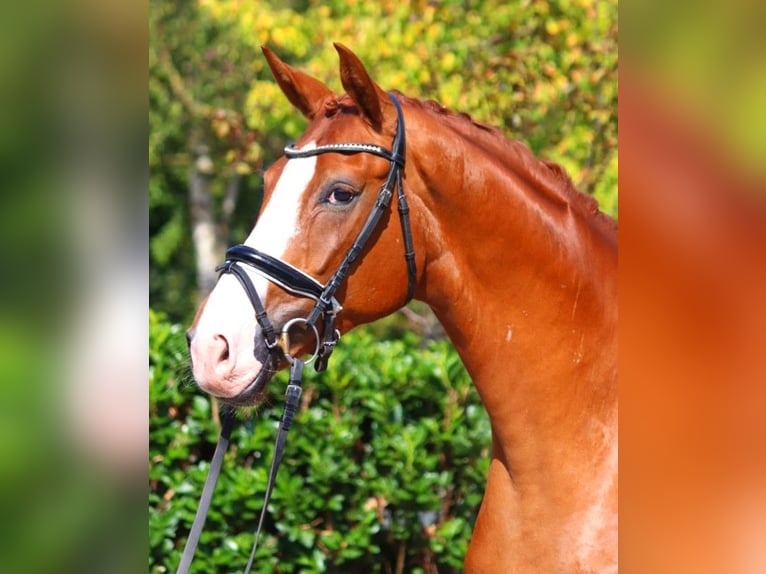 Hanoverian Gelding 4 years 16,2 hh Chestnut-Red in Selsingen