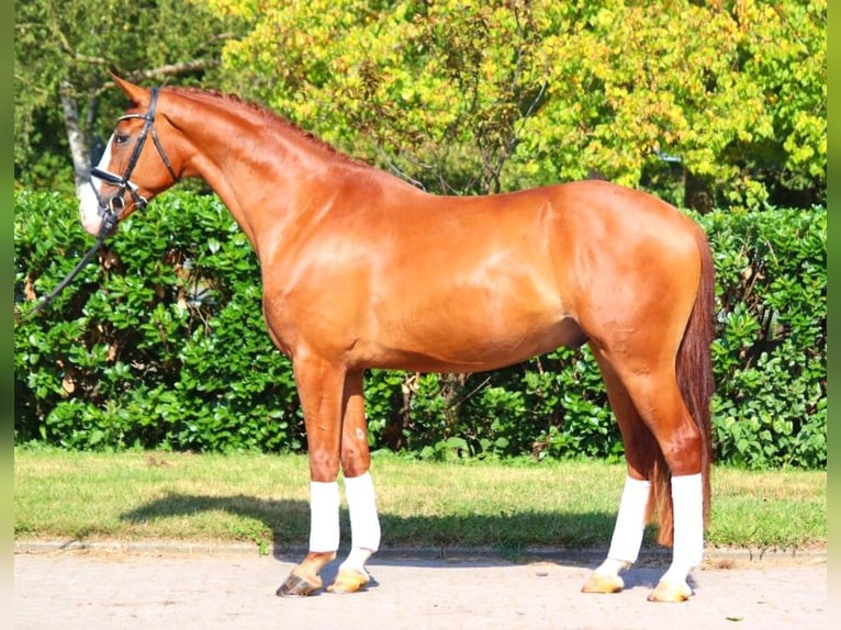 Hanoverian Gelding 4 years 16,2 hh Chestnut-Red in Selsingen