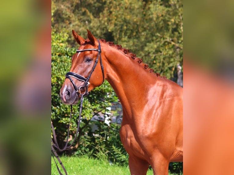 Hanoverian Gelding 4 years 16,2 hh Chestnut-Red in Selsingen