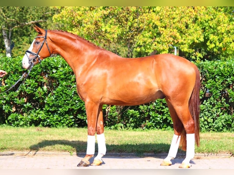 Hanoverian Gelding 4 years 16,2 hh Chestnut-Red in Selsingen