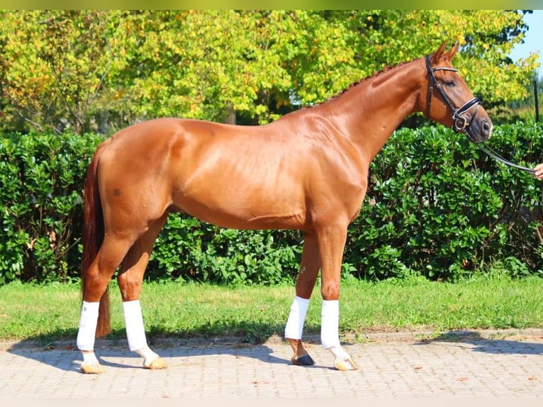 Hanoverian Gelding 4 years 16,2 hh Chestnut-Red in Selsingen