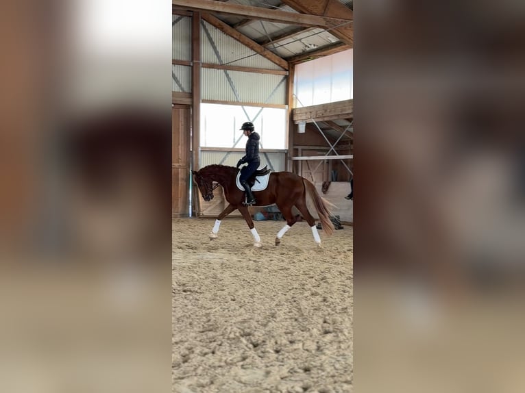 Hanoverian Gelding 4 years 16.2 hh Chestnut-Red in Oettingen in Bayern