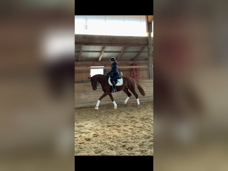 Hanoverian Gelding 4 years 16.2 hh Chestnut-Red in Oettingen in Bayern