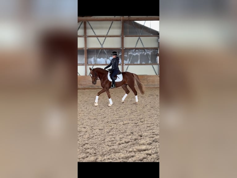 Hanoverian Gelding 4 years 16.2 hh Chestnut-Red in Oettingen in Bayern