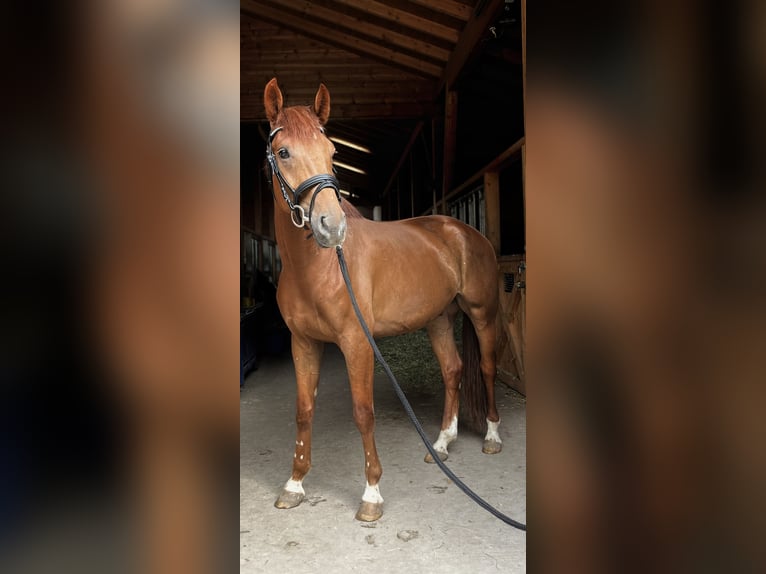 Hanoverian Gelding 4 years 16,2 hh Chestnut-Red in Weil