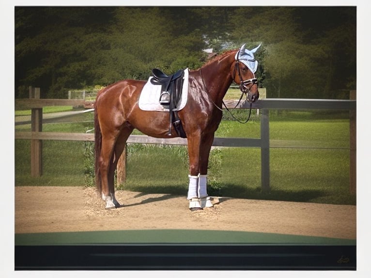 Hanoverian Gelding 4 years 16,2 hh Chestnut-Red in Weil