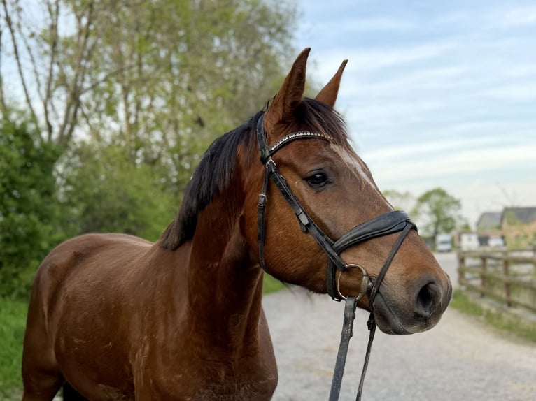 Hanoverian Gelding 4 years 16.2 hh Chestnut in Grevenbroich