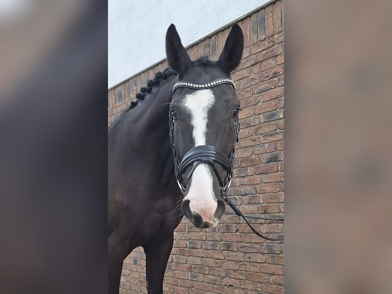 Hanoverian Gelding 4 years 16,2 hh in Niederkassel