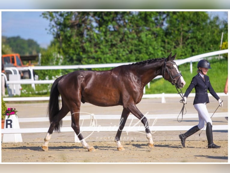 Hanoverian Gelding 4 years 16,2 hh in Niederkassel