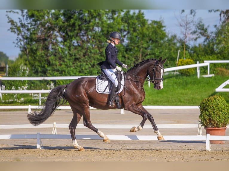 Hanoverian Gelding 4 years 16,2 hh in Niederkassel