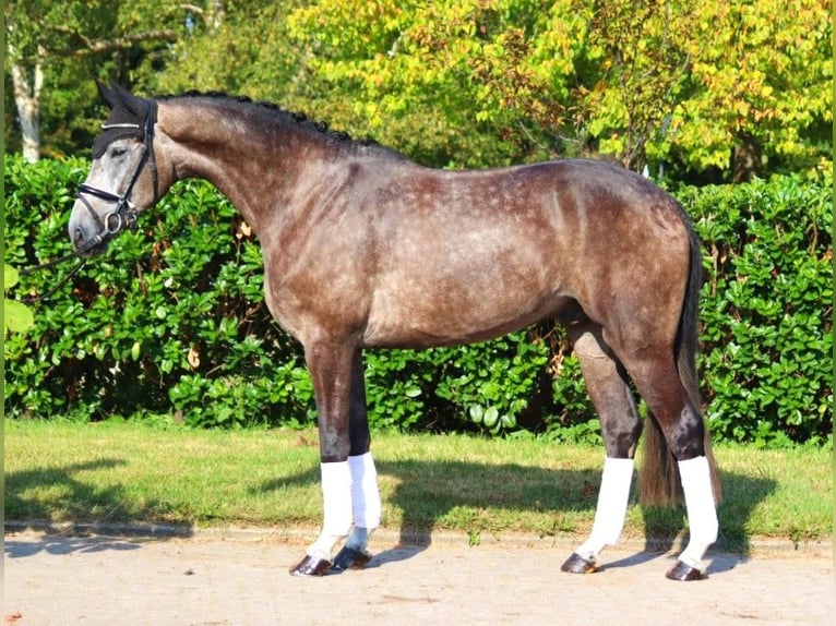 Hanoverian Gelding 4 years 16,2 hh Gray in Selsingen