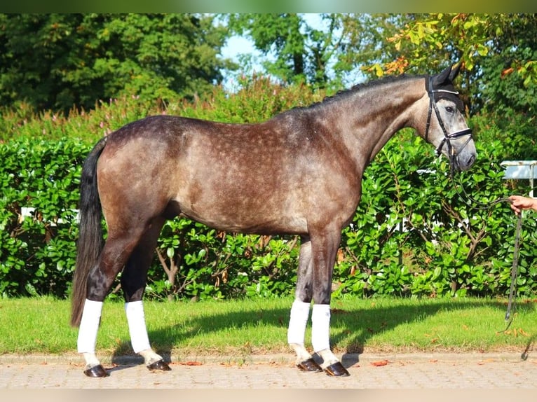 Hanoverian Gelding 4 years 16,2 hh Gray in Selsingen