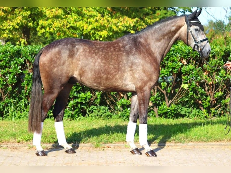 Hanoverian Gelding 4 years 16,2 hh Gray in Selsingen