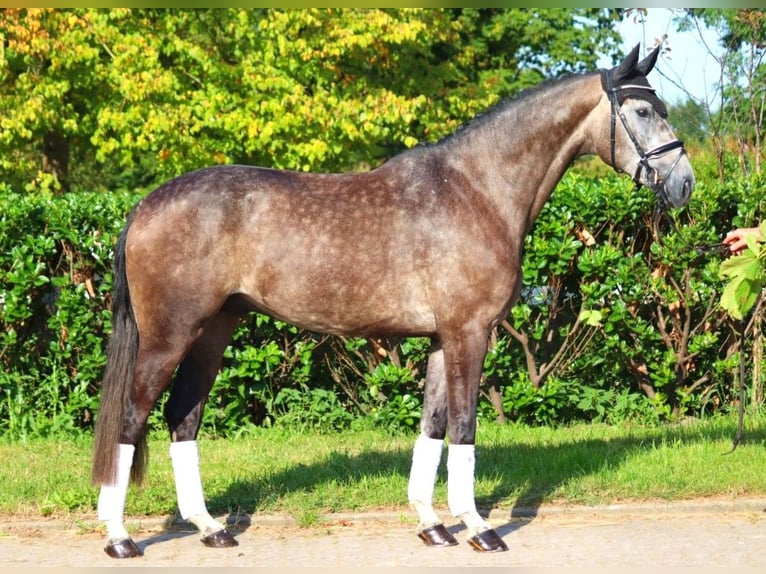 Hanoverian Gelding 4 years 16,2 hh Gray in Selsingen