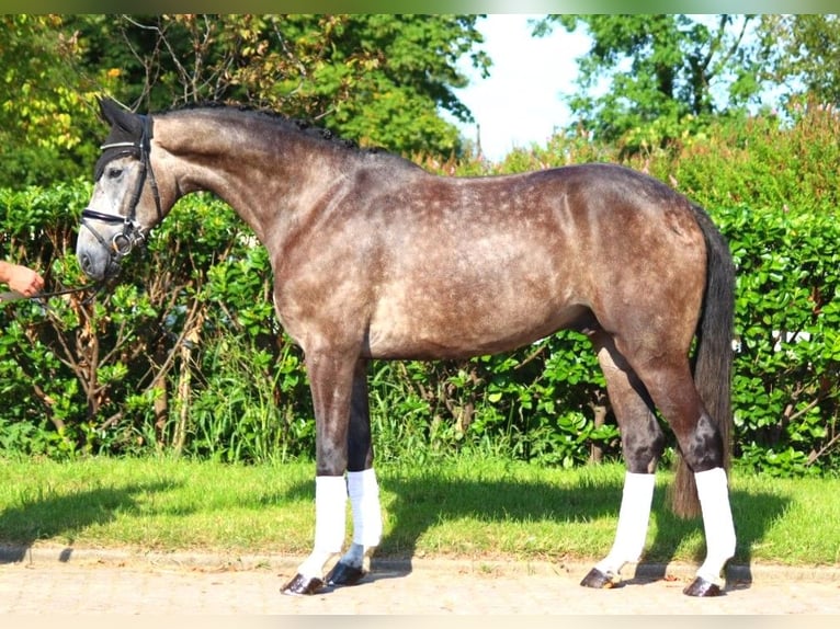 Hanoverian Gelding 4 years 16,2 hh Gray in Selsingen