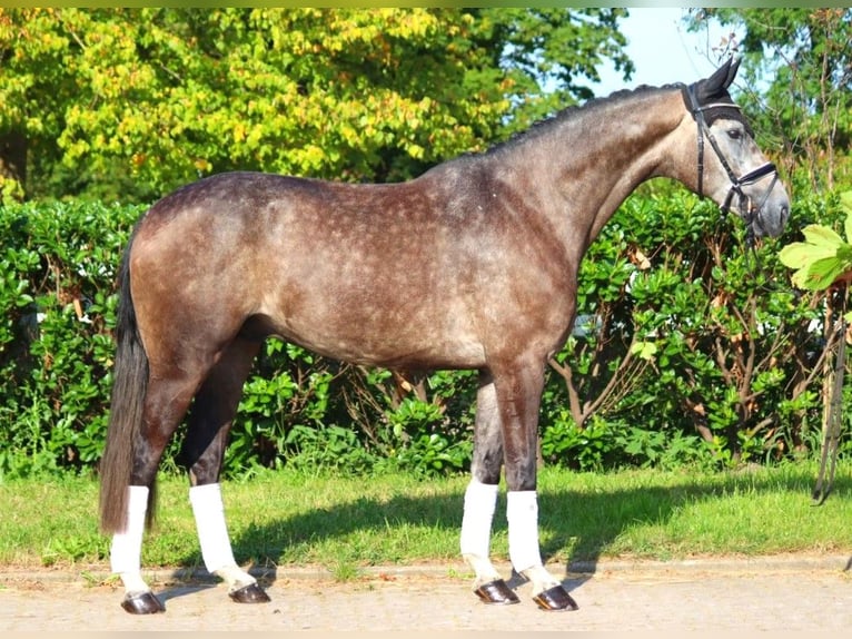 Hanoverian Gelding 4 years 16,2 hh Gray in Selsingen